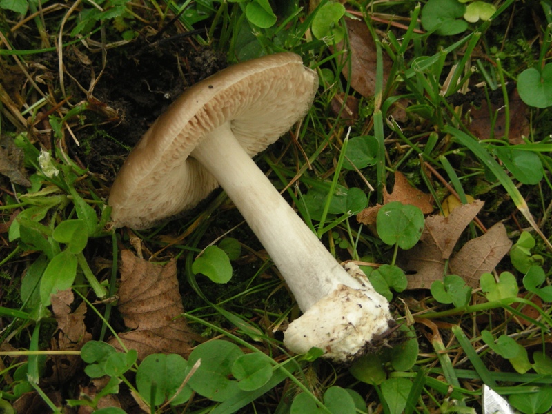 Volvariella gloiocephala